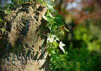 Bonn Poppelsdorf, Friedhof, Meidt Photographie