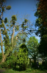 Bonn Poppelsdorf, Friedhof, Meidt Photographie